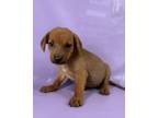 Adopt Otter a Brittany Spaniel, Mixed Breed