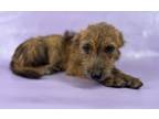 Adopt Leo a Shih Tzu, Mixed Breed