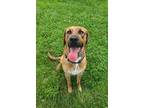 Adopt Oakley a Hound, Mixed Breed
