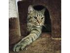 Adopt Hercules a Domestic Short Hair