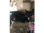 Adopt Mufasa a Tuxedo, Domestic Short Hair