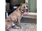 Adopt Polo a Pit Bull Terrier, American Staffordshire Terrier