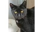 Adopt Fang a Domestic Short Hair
