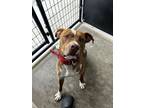 Adopt Red a Pit Bull Terrier