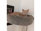Adopt Dexter Kitty a Domestic Short Hair