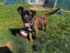 Adopt Bob a Shepherd, Retriever