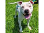 Adopt Kobe a Pit Bull Terrier