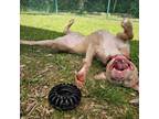 Adopt Big Mac a Pit Bull Terrier