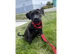 Adopt Rocket a Terrier