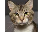 Adopt Marty a Domestic Short Hair