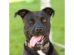 Adopt Duke a Pit Bull Terrier, Labrador Retriever