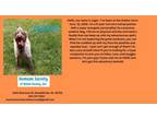 Adopt Jager a German Wirehaired Pointer