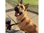 Adopt Cheeto a German Shepherd Dog