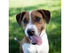 Adopt Roxy Happy Girl! a Boxer, Beagle