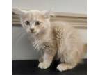 Adopt Bello a Persian