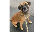 Adopt Zay a Mixed Breed