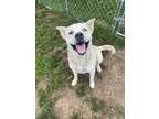 Adopt Bolt a Mixed Breed