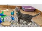 Adopt Asher a Domestic Short Hair