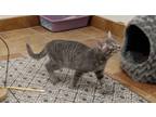 Adopt Farley a Domestic Short Hair