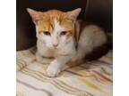 Adopt Simon a Domestic Short Hair