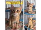 Adopt Pineapple - NN - SR4 a Domestic Short Hair