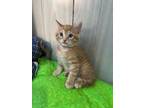 Adopt Apricot - NN - SR4 a Domestic Short Hair