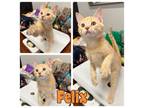 Adopt Felix - PetSmart a Domestic Short Hair