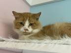 Adopt Porkchop a Domestic Medium Hair, Domestic Short Hair