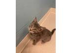 Adopt Tex a Domestic Short Hair