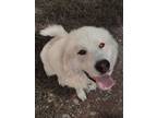 Adopt Houdini a Great Pyrenees
