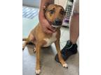 Adopt Red a Redbone Coonhound