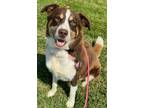 Adopt Rugby (+) a Australian Shepherd, Mixed Breed