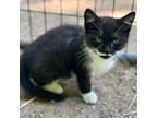Adopt Tux a Domestic Medium Hair