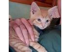 Adopt Thomas a Domestic Short Hair
