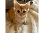 Adopt Captain Morgan a Domestic Short Hair