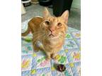 Adopt Fanta a Domestic Short Hair