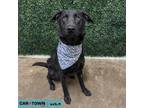 Adopt Perry a Labrador Retriever, Shepherd