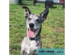 Adopt Flynn a Australian Cattle Dog / Blue Heeler, Catahoula Leopard Dog