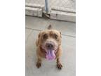 Adopt Brownie a Labrador Retriever, Pit Bull Terrier