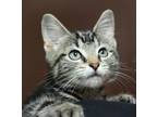 Adopt Appt Pending - Nico a Domestic Short Hair, Tabby