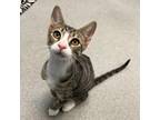 Adopt A&W a Domestic Short Hair