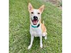 Adopt Cliffy a Labrador Retriever