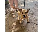 Adopt Plumbob a Terrier, Basset Hound