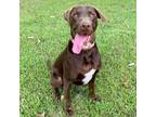 Adopt J.B. a Chocolate Labrador Retriever