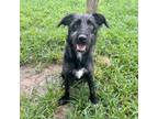 Adopt Cornelius a Standard Schnauzer