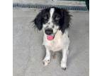 Adopt Gold Medal a Collie, Spaniel