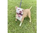 Adopt Shaggy a Pit Bull Terrier, Mixed Breed