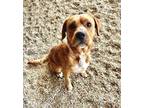 Adopt Cupboard (Graham) a Golden Retriever, Mixed Breed