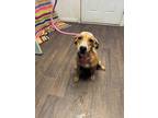 Adopt Prince a Labrador Retriever