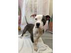 Adopt Paul Juda a Pit Bull Terrier